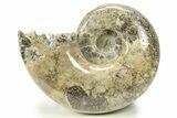 Polished Ammonite (Argonauticeras) Fossil - Madagascar #283520-1